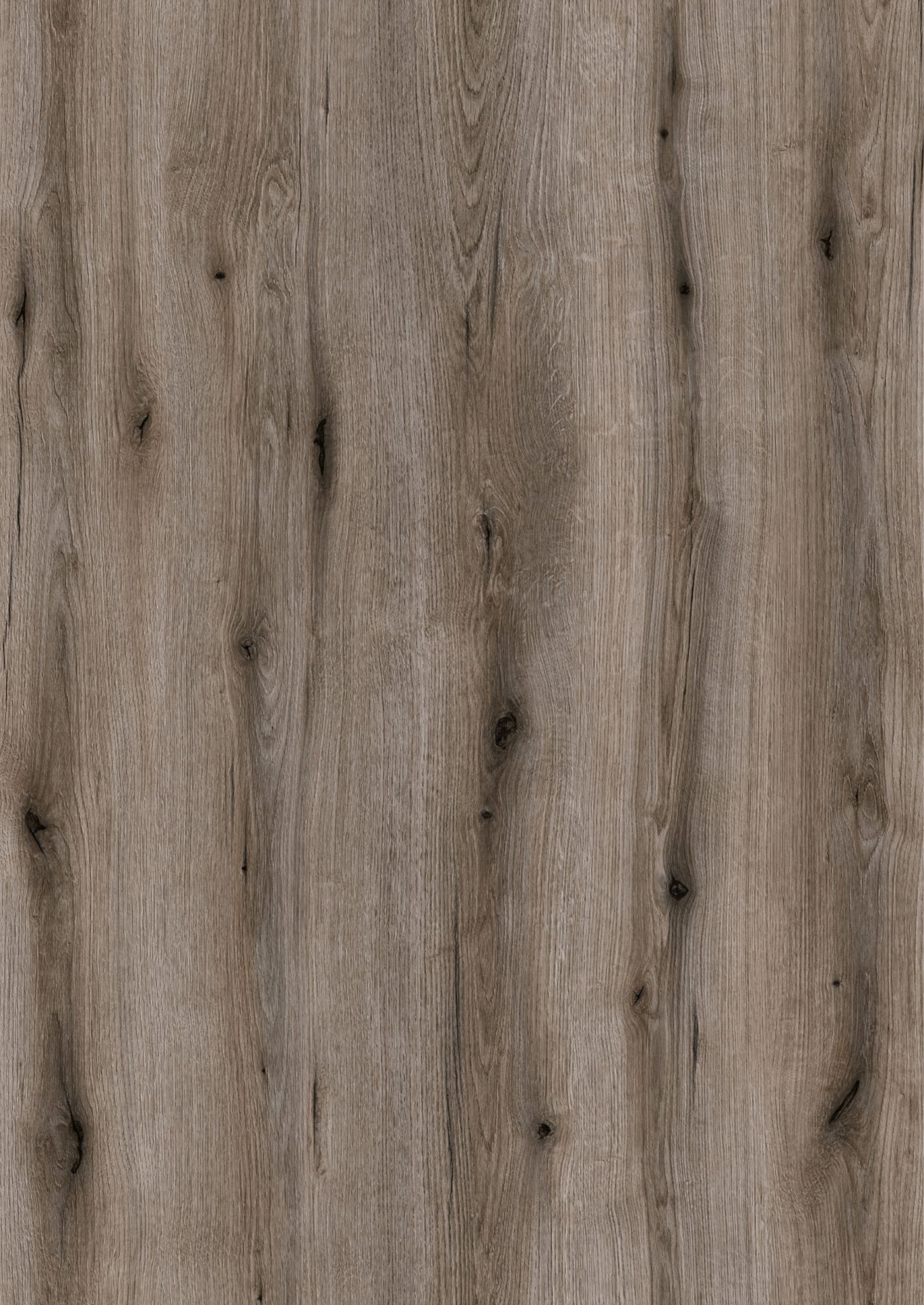 Stejar Caraz Silver